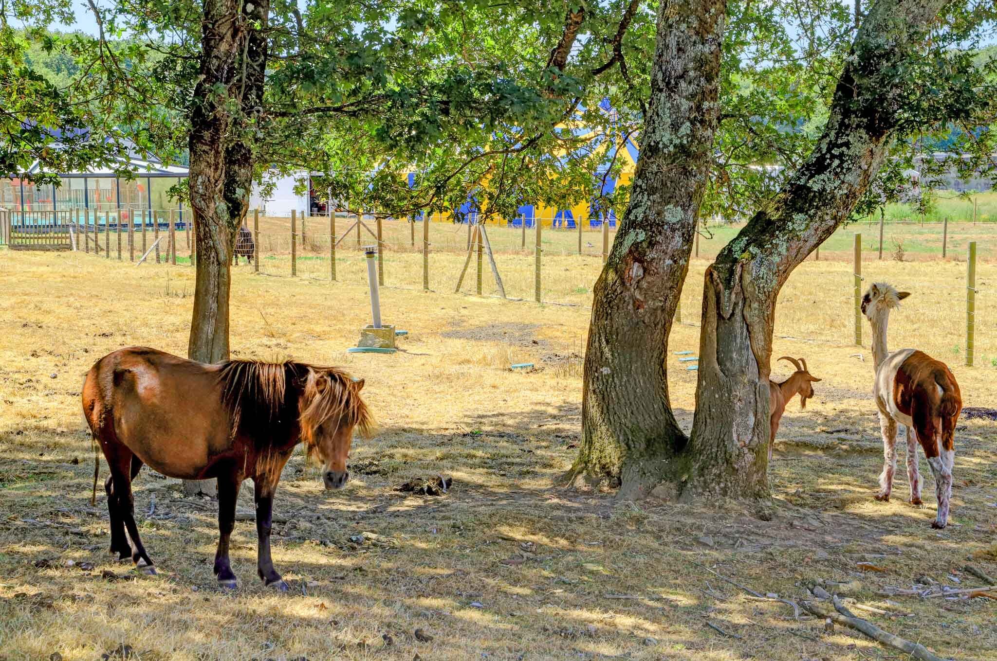Restauration, mini-club et parc animalier au camping